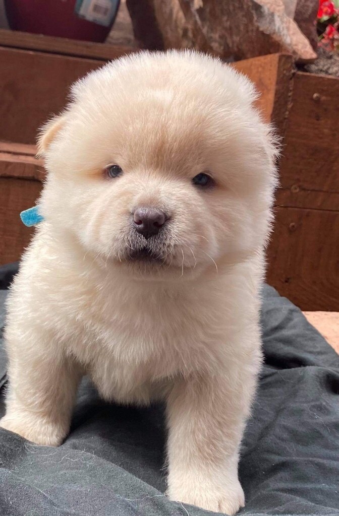 manchester terrier doberman pinscher